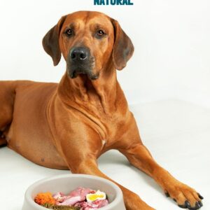 Perro con un plato de alimentación natural