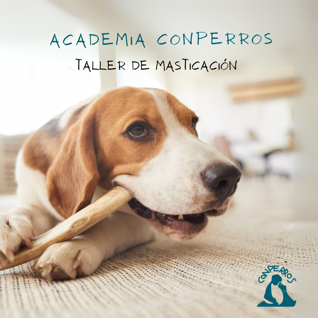 Taller de Masticación