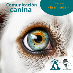 Monográfico "La mirada"