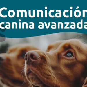 Comunicación canina avanzada